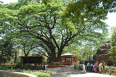 Majestic Rain Tree providing shade to animal enclosure